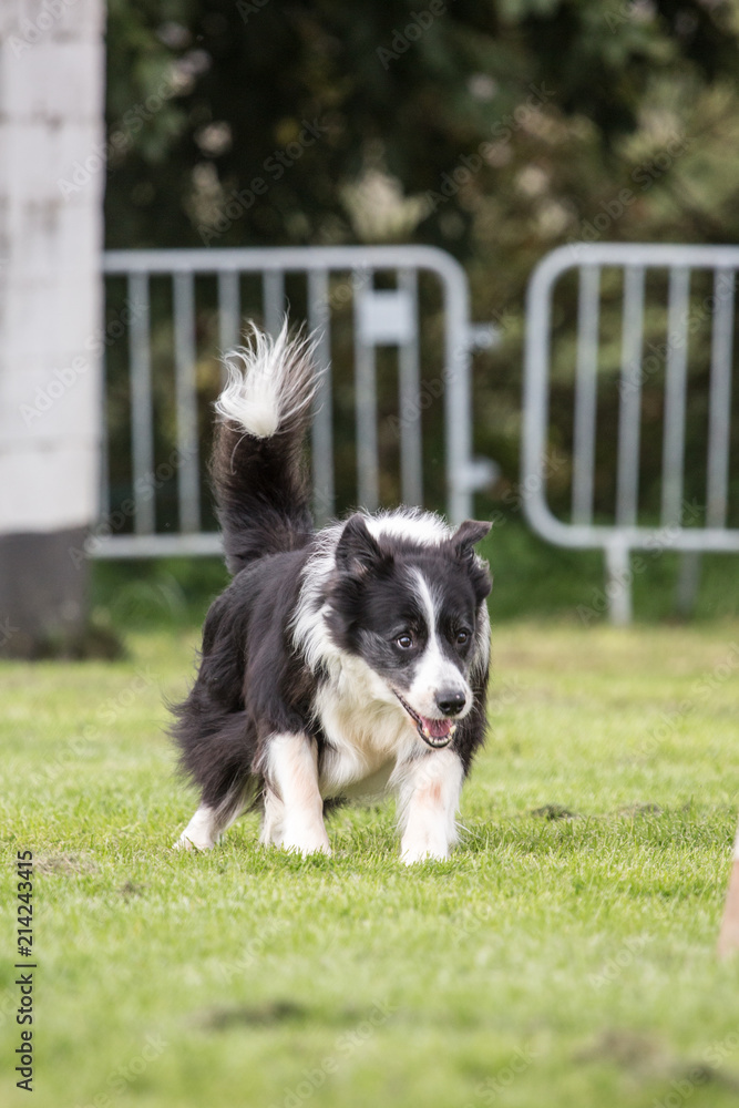 portrait of Border Collie dog on a walk in belgium portrait of Border Collie dog on a walk in belgium