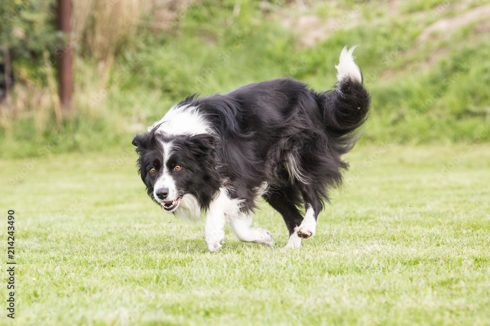 portrait of Border Collie dog on a walk in belgium