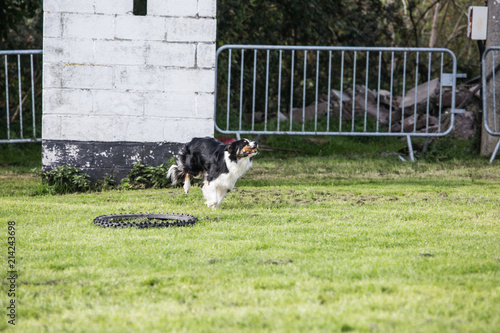 portrait of Border Collie dog on a walk in belgium © Eric
