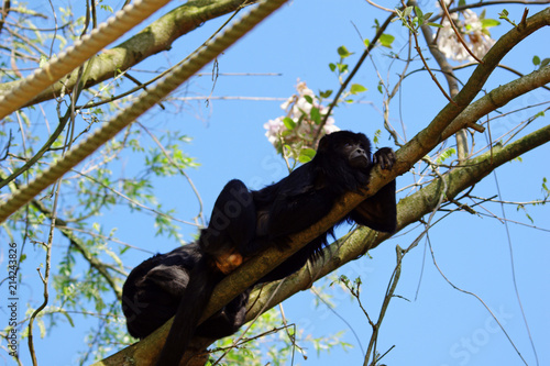 Singe Hurleur noir dans un arbre photo