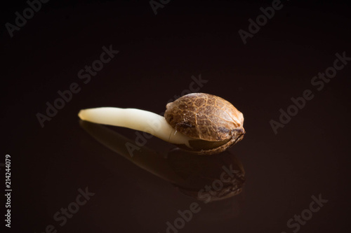 cannabis grow macro cannabis seeds, root on a black background photo