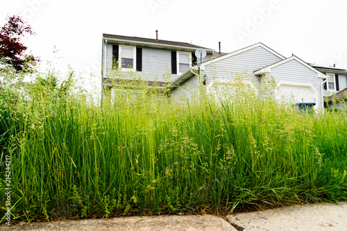 Very Tall Grass of Vacant Abandoned Town Home