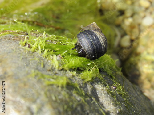 Εκτύπωση καμβά A beautiful black and white striped periwinkle snail crawling on seaweed during