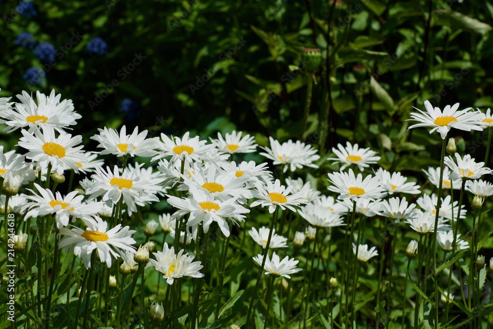 Beautiful white camomile flowers with the green leaves Beautiful white camomile flowers with the green leaves