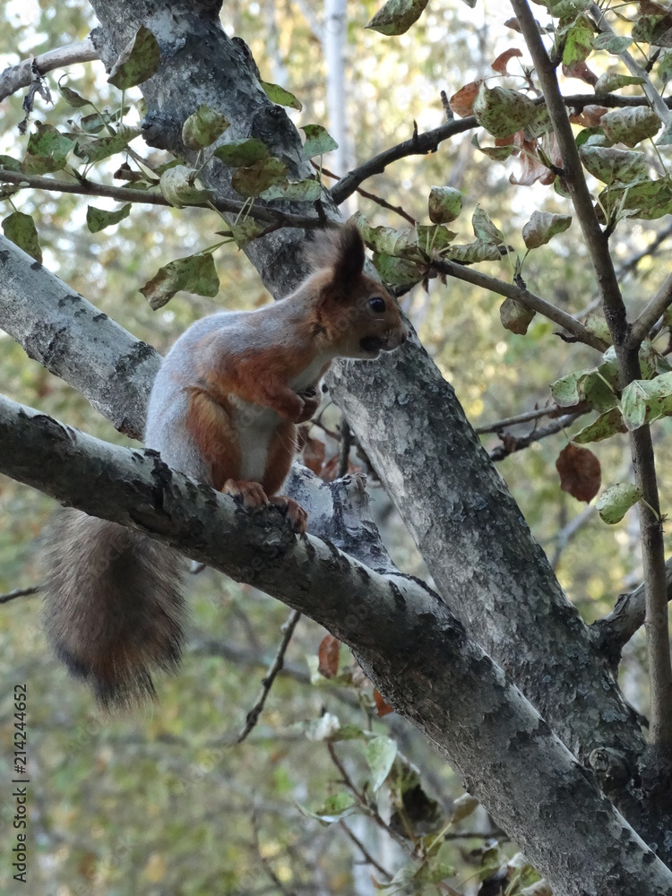 A squirrel hid among the branches A squirrel hid among the branches