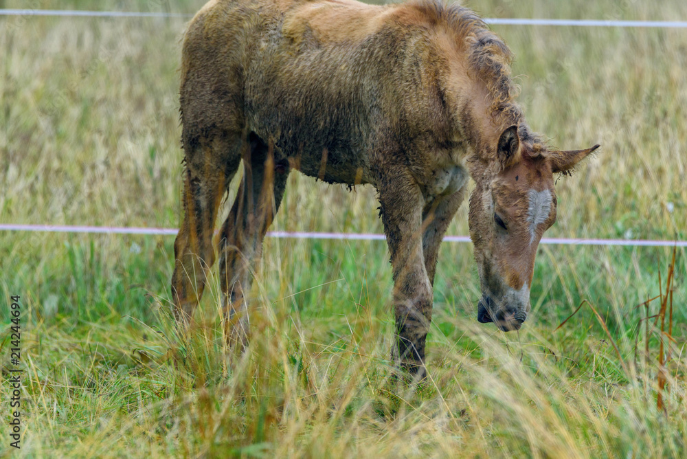 lonely horse grazing in a pasture lonely horse grazing in a pasture