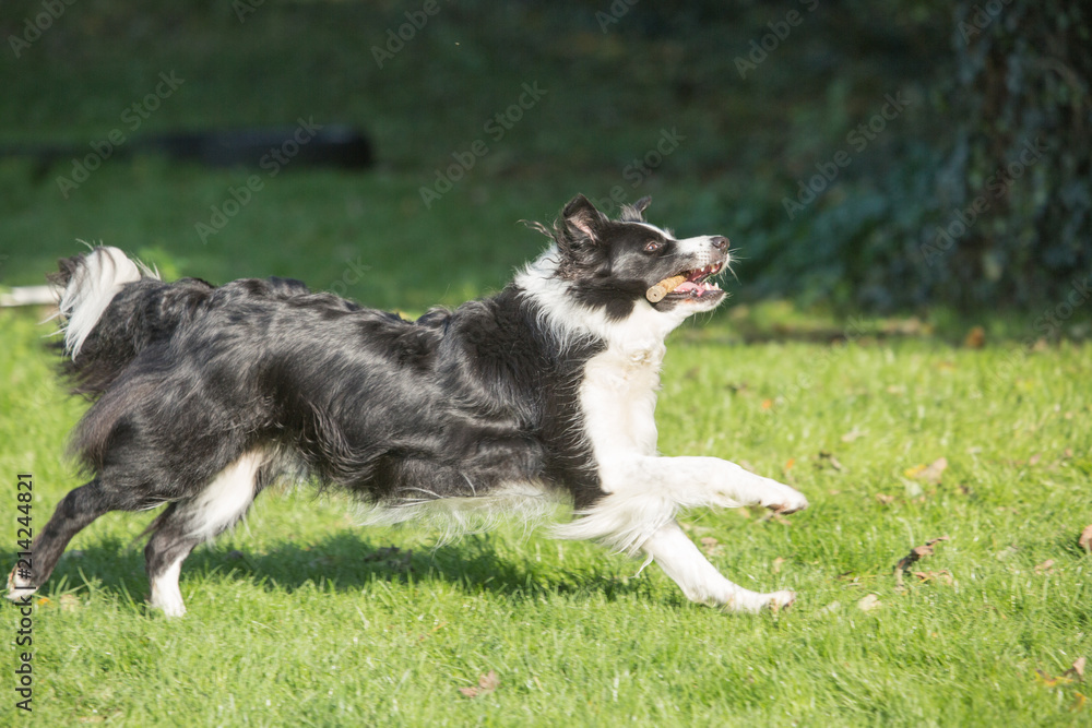 portrait of Border Collie dog on a walk in belgium