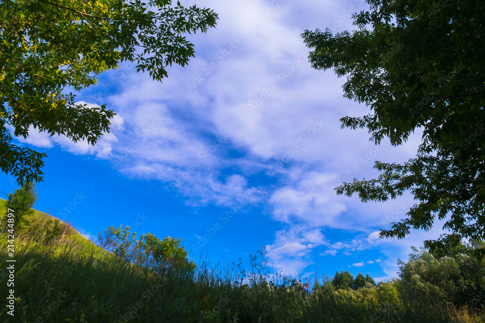 Obraz premium Tops of green lush deciduous trees against a blue sky with white clouds