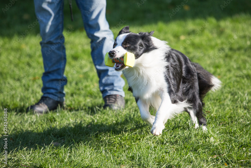 portrait of Border Collie dog on a walk in belgium