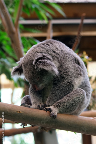 Fototapeta Naklejka Na Ścianę i Meble -  koala en pleine sieste