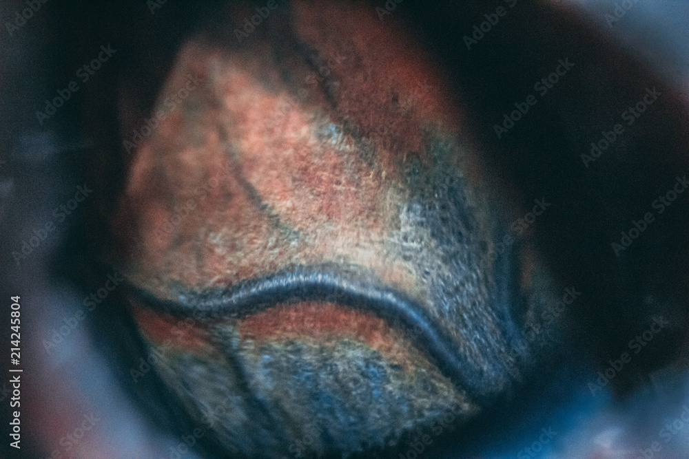 Obraz premium Eye