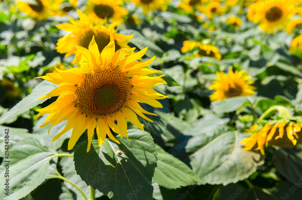 Obraz premium beautiful field of yellow sunflower