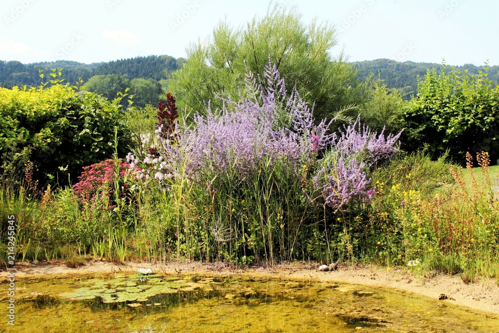 Blühender RutenBlutweiderich (Lythrum virgatum) am Gartenteich Stock