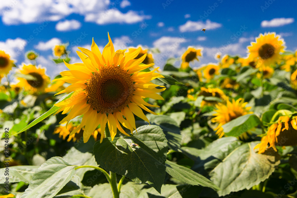 beautiful field of yellow sunflower