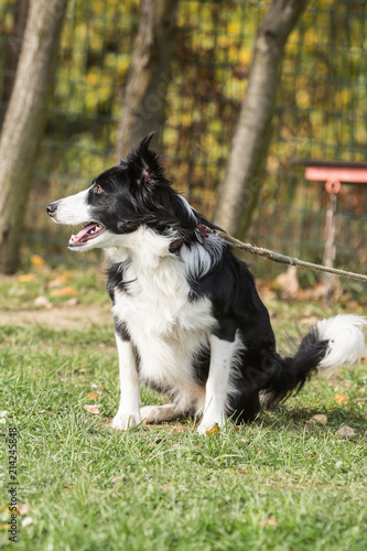 portrait of Border Collie dog on a walk in belgium