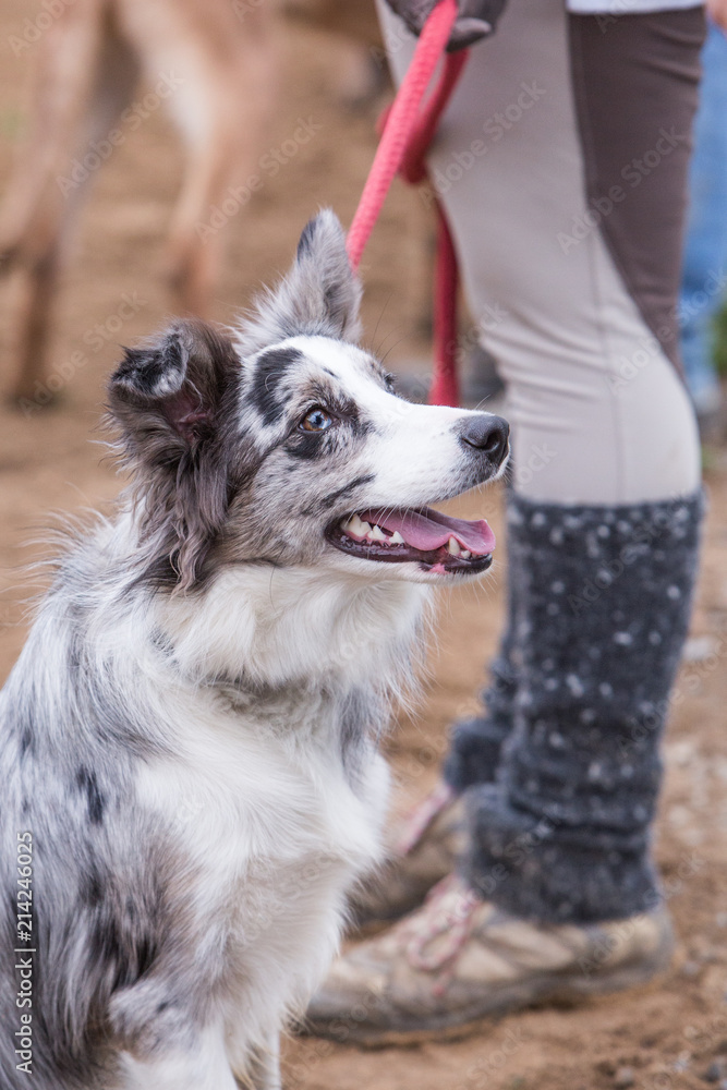 Fototapeta premium portrait of Border Collie dog on a walk in belgium
