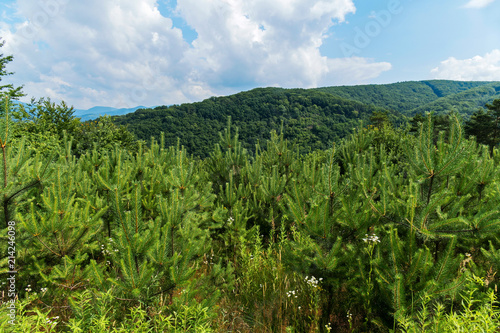 A grove of young light green pines with a view of the green hills and blue mountains on the horizon