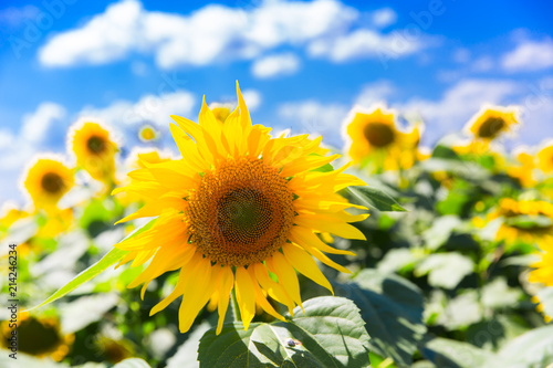 field of yellow sunflower and blue sky in summer