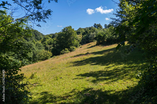 good place for a picnic green glade on a slope between trees with a transparent blue sky at the top