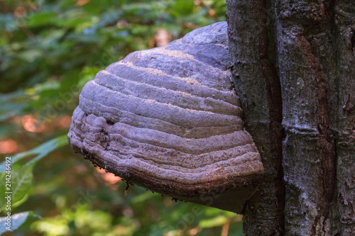 Foto The fungus is built-up on the trunk of a tree