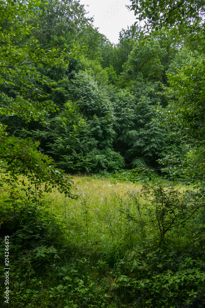 A small clearing and a spruce in the forest A small clearing and a spruce in the forest