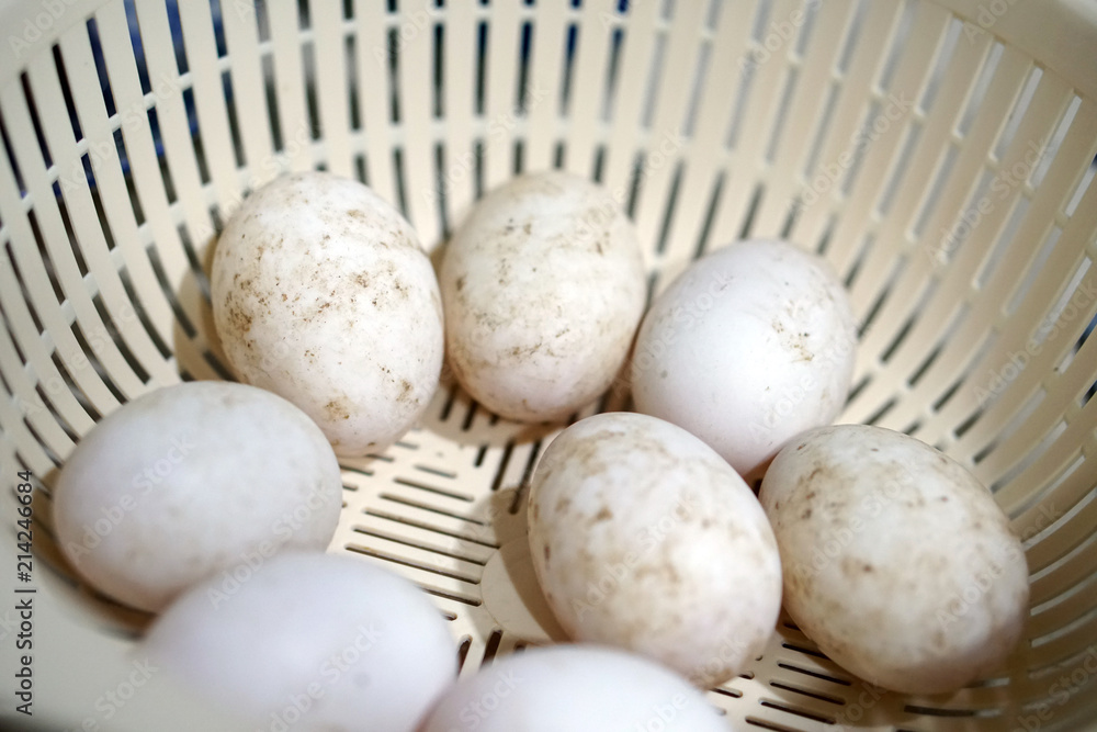 farm white organic duck egg in basket farm white organic duck egg in basket