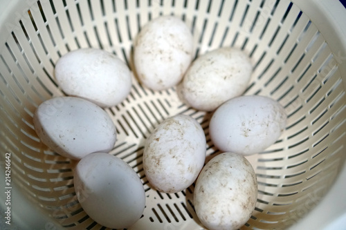 farm white organic duck egg in basket