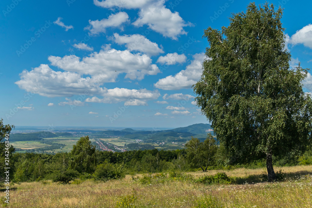 Big proud green birch in a field against a backdrop of a mountain ridge and a blue sky Big proud green birch in a field against a backdrop of a mountain ridge and a blue sky