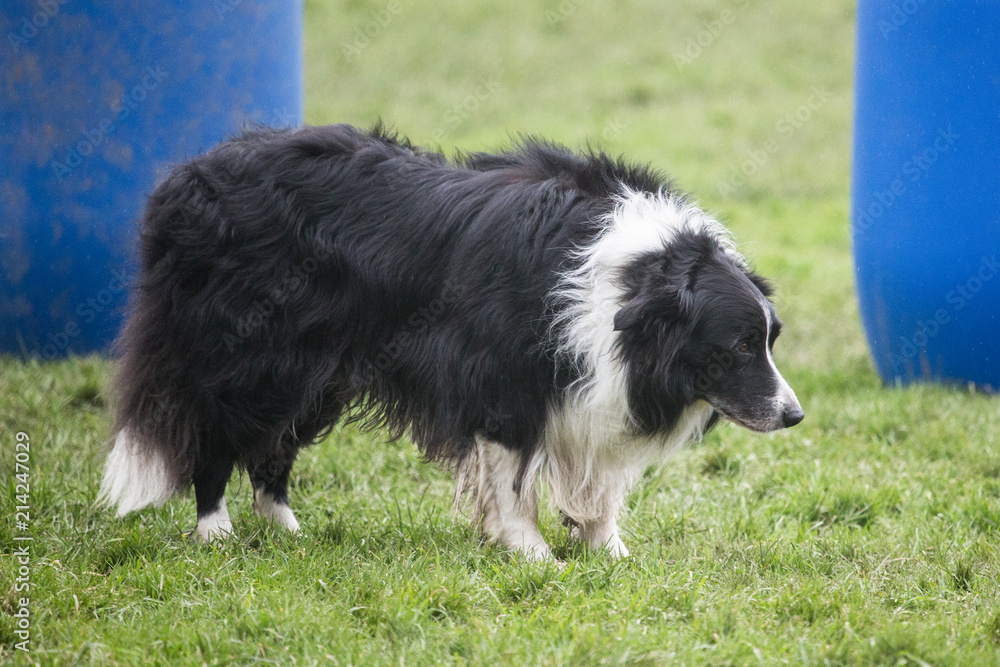 portrait of Border Collie dog on a walk in belgium portrait of Border Collie dog on a walk in belgium