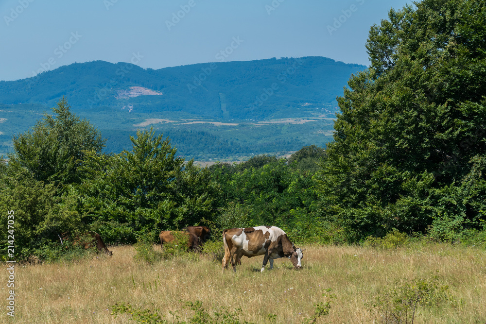 Fototapeta premium Cows grazing in a meadow in the middle of the Carpathian forest
