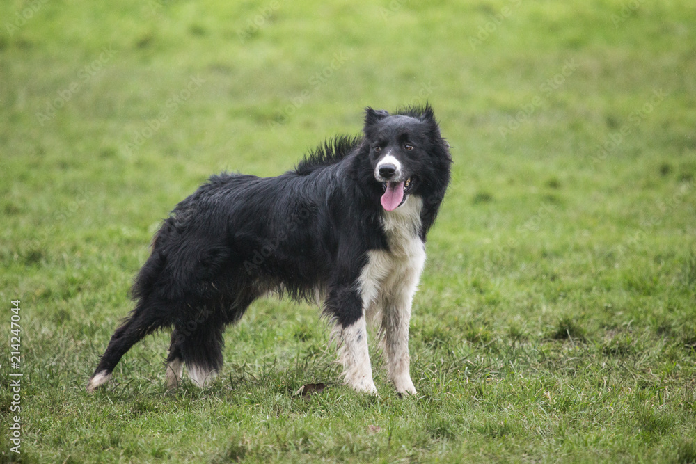 portrait of Border Collie dog on a walk in belgium portrait of Border Collie dog on a walk in belgium