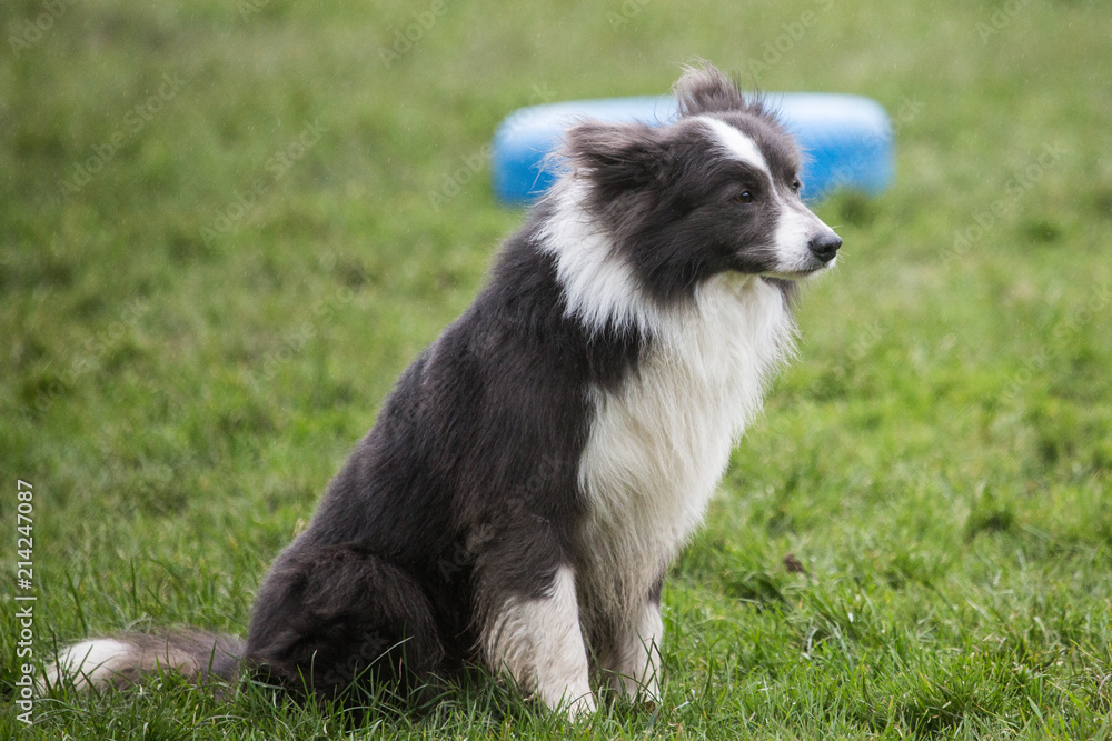 portrait of Border Collie dog on a walk in belgium