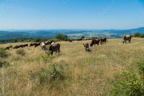 Wallpaper Mural Peacefully grazing cows on a high hill with dry grass. Under the summer sun with a beautiful view of the city lying in the valley. Torontodigital.ca