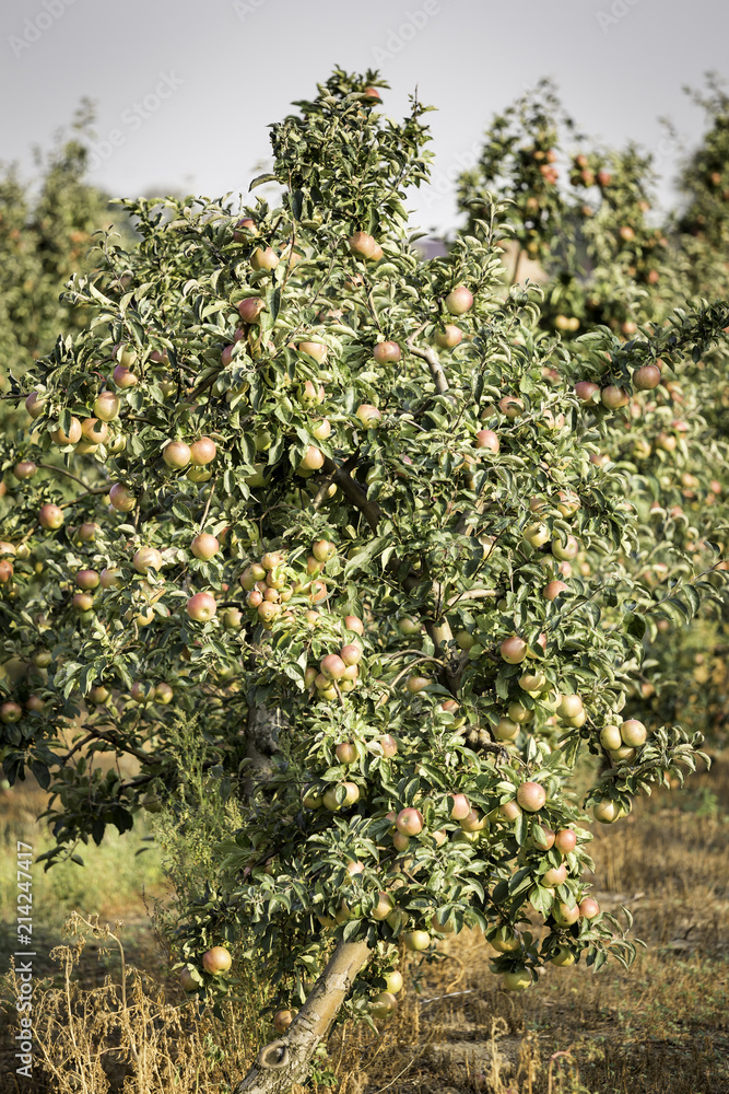 Fototapeta premium Red apples on the branches