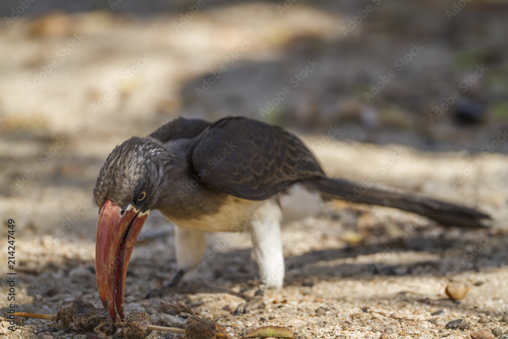 Obraz premium Crowned Hornbill in Kruger National park, South Africa ; Specie Tockus alboterminatus family of Bucerotidae