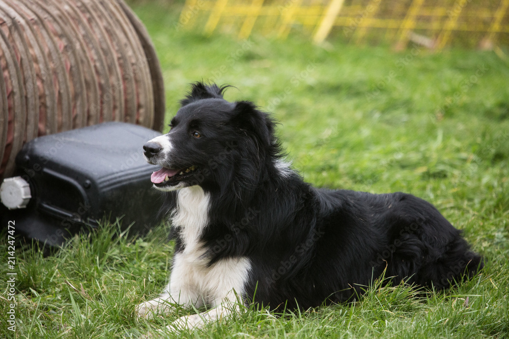 portrait of Border Collie dog on a walk in belgium portrait of Border Collie dog on a walk in belgium