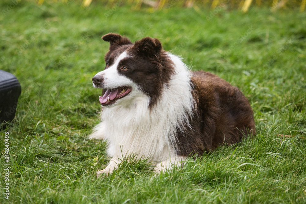 portrait of Border Collie dog on a walk in belgium