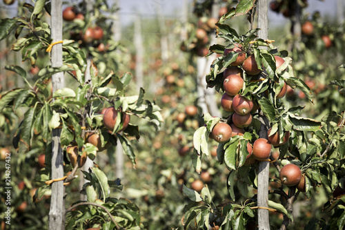 Red apples on the branches