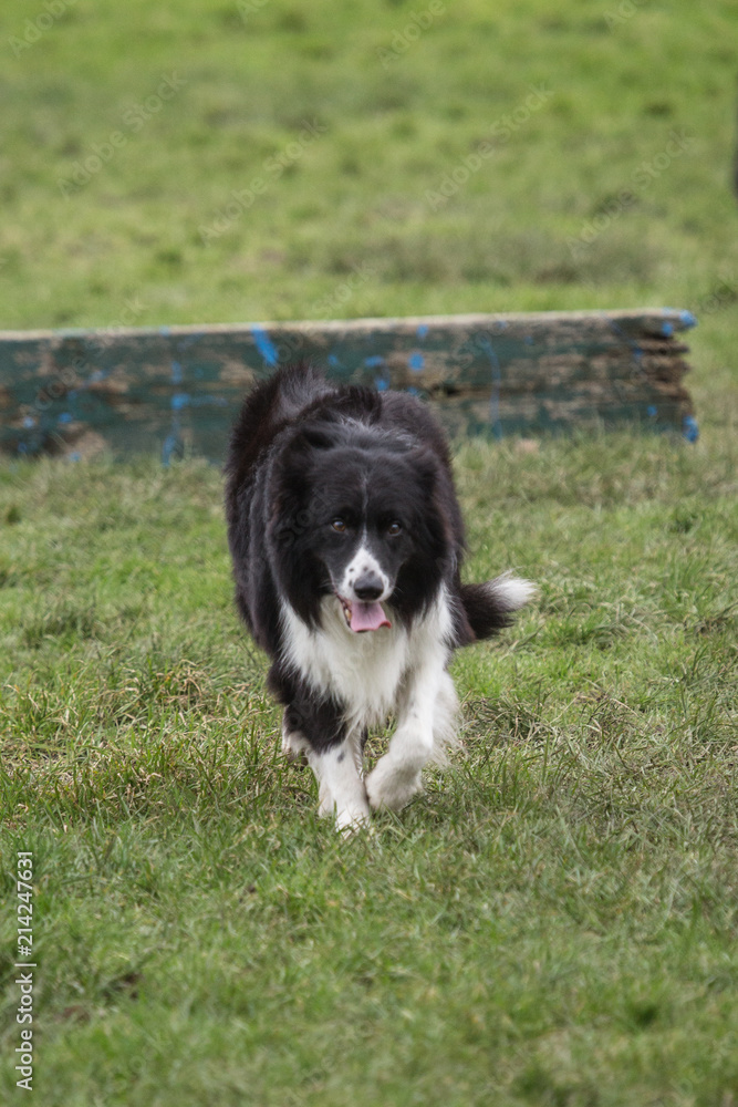 portrait of Border Collie dog on a walk in belgium portrait of Border Collie dog on a walk in belgium
