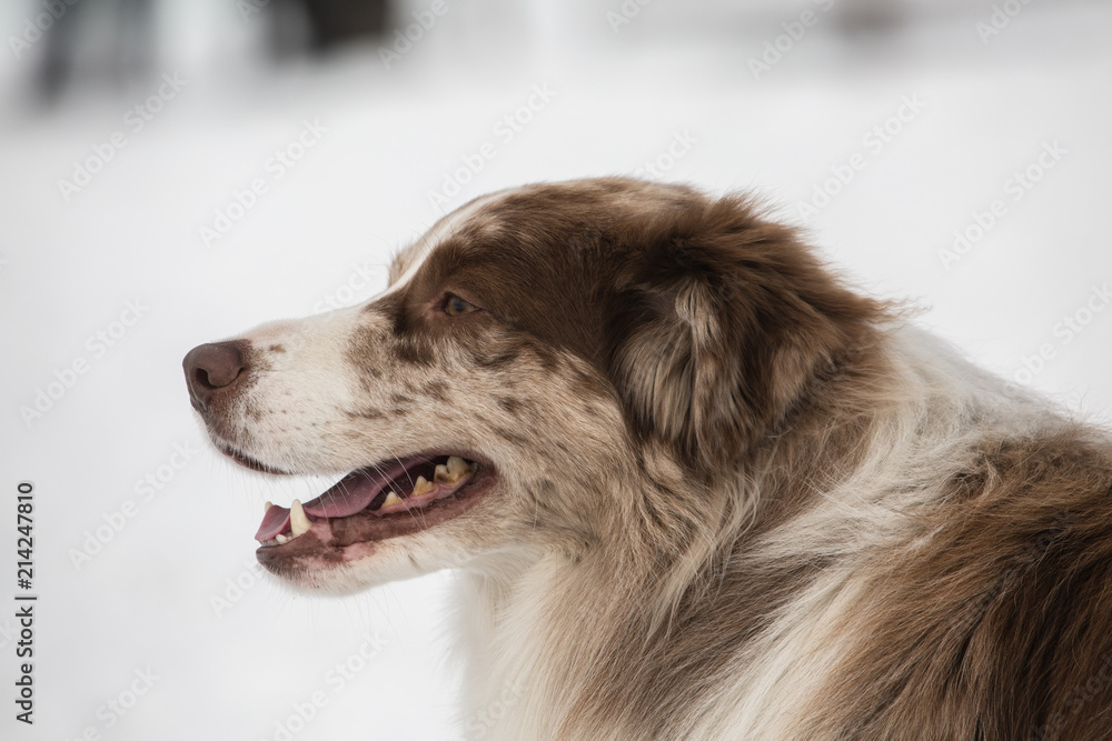 portrait of Border Collie dog on a walk in belgium portrait of Border Collie dog on a walk in belgium