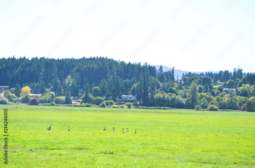 Beautiful View of Lush Green Fields with Canadian Geese Near the Cowichan Estuary