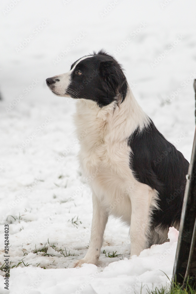 Fototapeta premium portrait of Border Collie dog on a walk in belgium