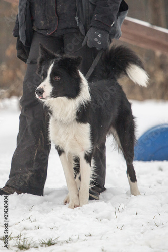 portrait of Border Collie dog on a walk in belgium