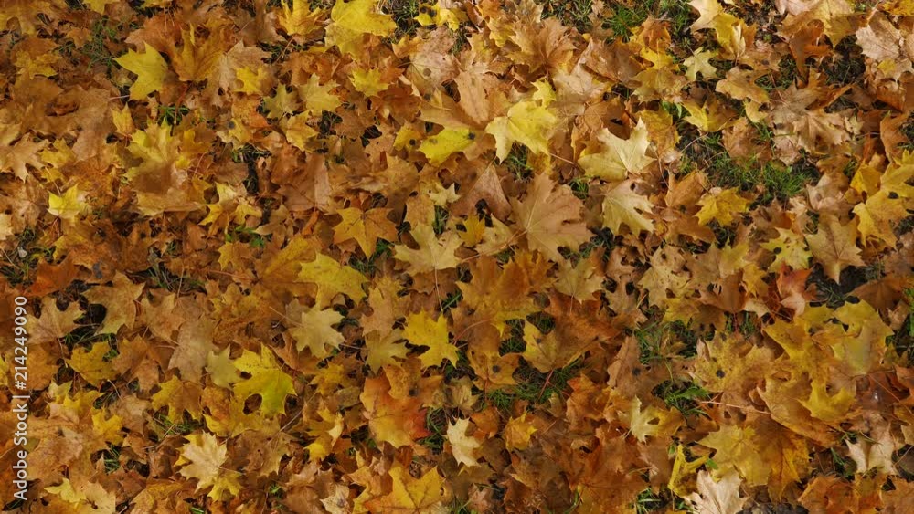 Autumn leafs on ground, some leafs are falling into frame Autumn leafs on ground, some leafs are falling into frame