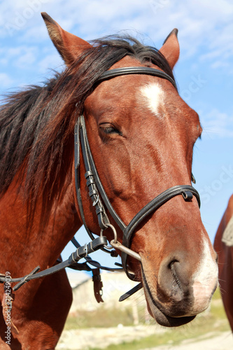 Horse with a bridle against the blue sky