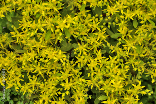 Beautiful golden flowers of succulent and medicinal plant Sedum hybridum photo