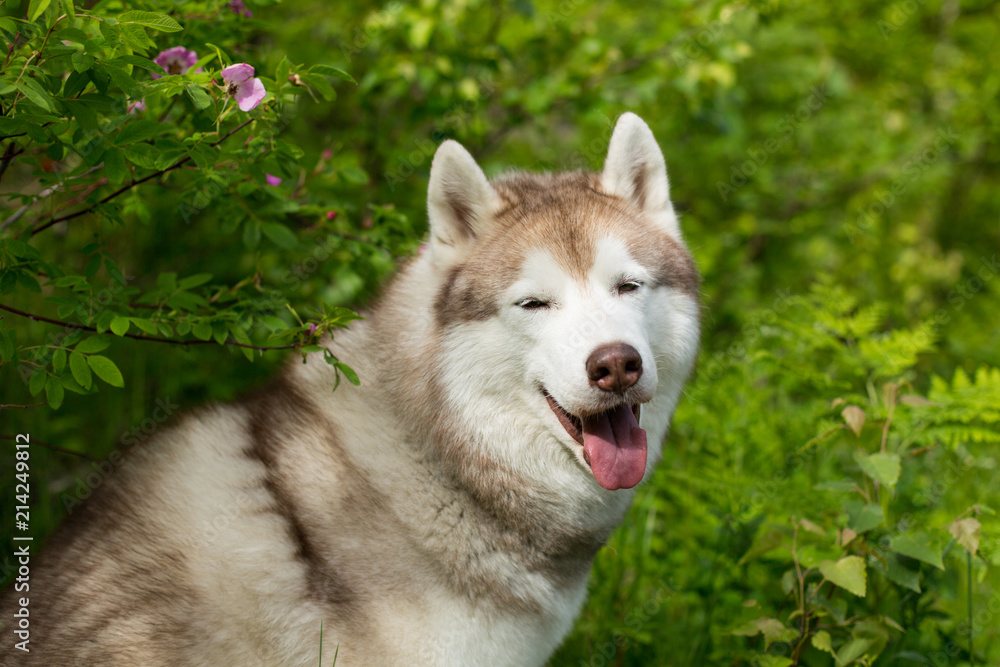 Portrait of friendly dog breed siberian husky sitting in the green forest on sunny day and looks like a wolf