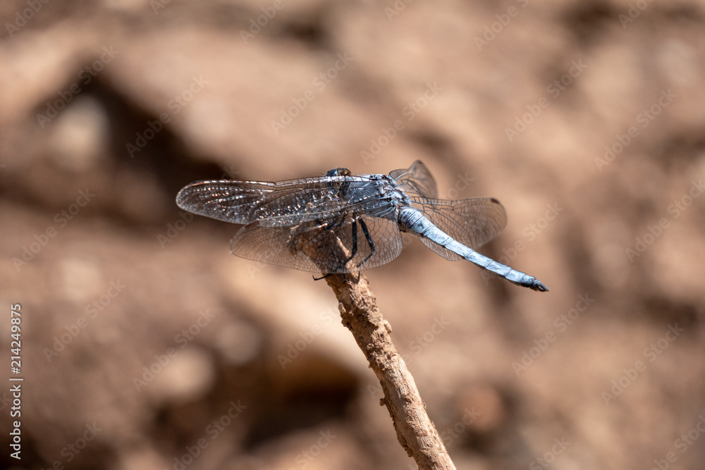 closeup of a dragonfly on a twig closeup of a dragonfly on a twig