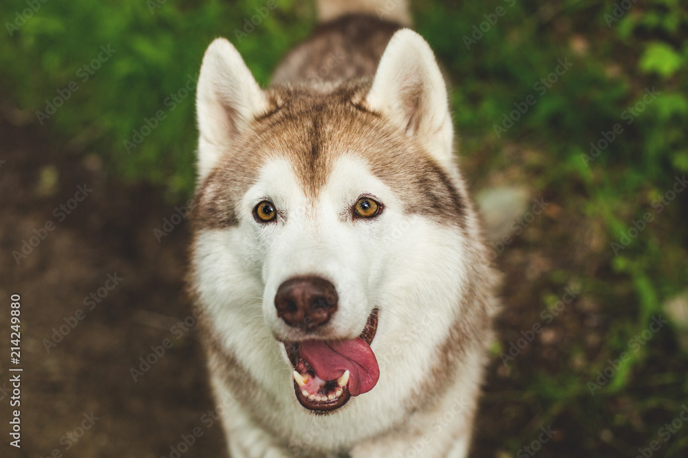Close-up image of cute dog breed siberian husky in the forest. Portrait of friendly dog looks like a wolf