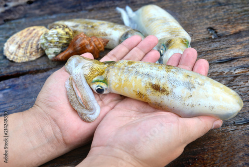Live soft cuttle fish in hands